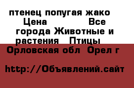 птенец попугая жако  › Цена ­ 60 000 - Все города Животные и растения » Птицы   . Орловская обл.,Орел г.